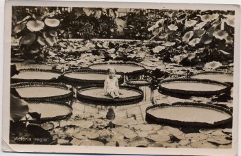 AK Foto München Nymphenburg Botanischer Garten Viktoria regia Kind Feldpost 1942